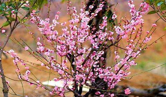 坚强傲骨之花——向生命的勇气致敬（以玫瑰花为例）