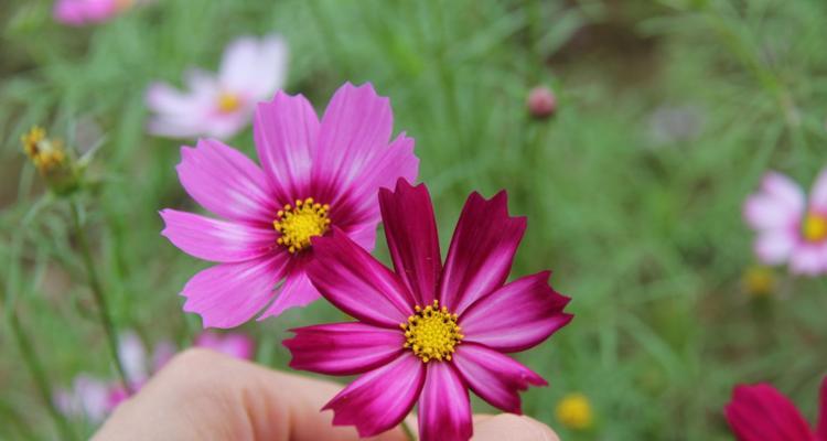 勇敢的花——坚强盛放（以蔷薇为例）