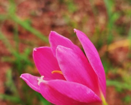 勇敢的花——坚强盛放（以蔷薇为例）