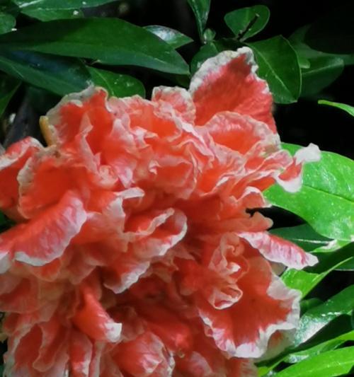 姐妹情深（美好友谊在花海绽放）