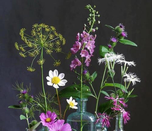 花之美景（以花为媒介）