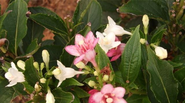 怦然心动，花开如梦（美丽的花朵）