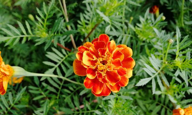 普通平凡的花之美丽芬芳（探索花的自然之美与人生哲理）