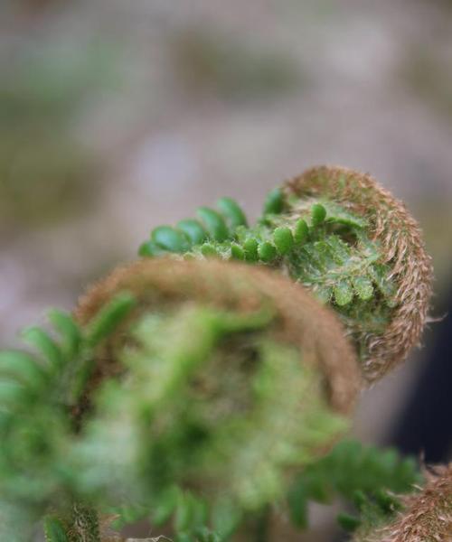 植物守护者（探索植物守护者的奇妙世界）