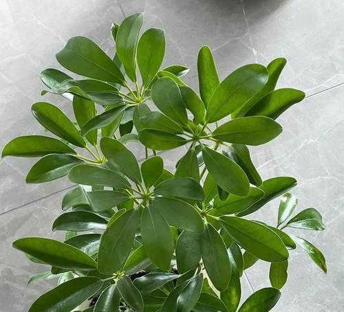 植物守护者（探索植物守护者的奇妙世界）