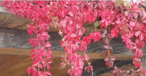 四季花开，春夏秋冬的代表植物（揭秘四季花开的神奇力量）