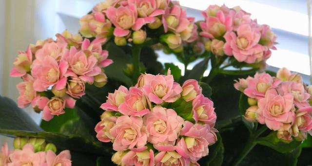 四季花开，春夏秋冬的代表植物（揭秘四季花开的神奇力量）