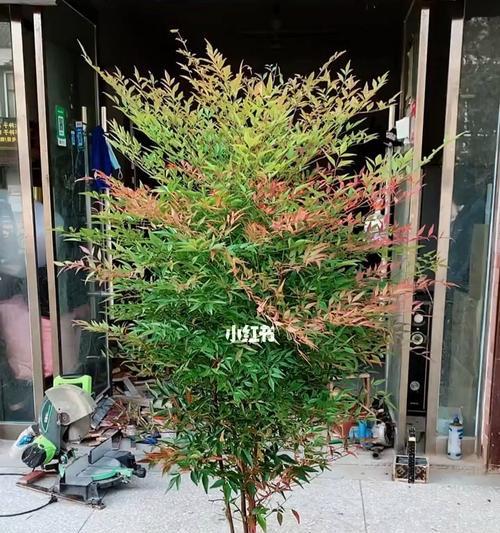 四季花开，春夏秋冬的代表植物（揭秘四季花开的神奇力量）