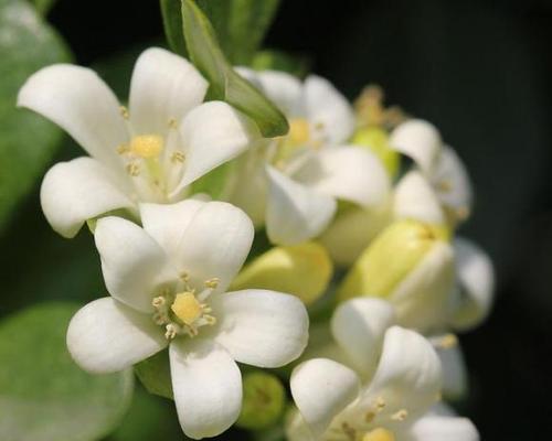 以代表同性恋的花——彩虹玫瑰为主题的文章（探索彩虹玫瑰的象征意义与文化传承）