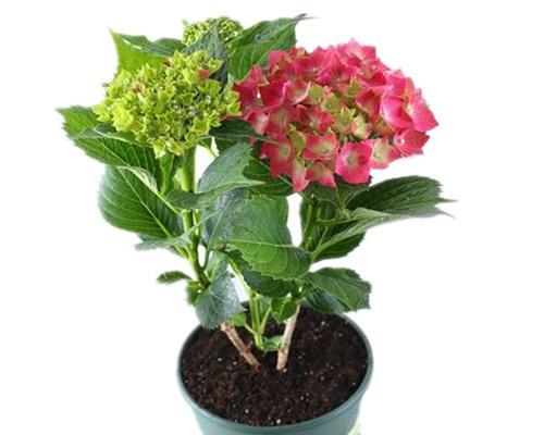 盛夏花海，繁花似锦（夏日之美在花海绽放）