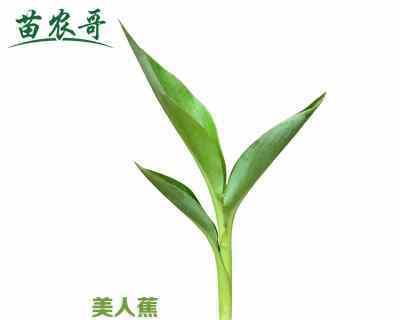 盛夏花海，繁花似锦（夏日之美在花海绽放）