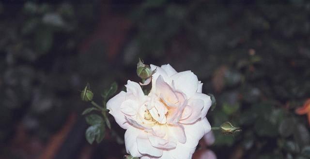 心灰意冷的花——寂寞绽放的美（一朵花的孤独之美）