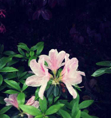 心灰意冷的花——寂寞绽放的美（一朵花的孤独之美）