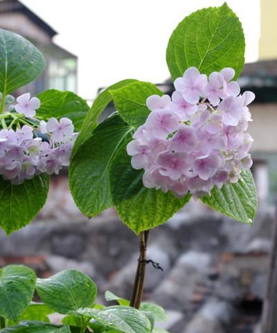 心灰意冷的花——寂寞绽放的美（一朵花的孤独之美）