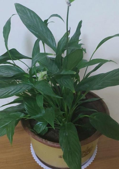 以代表友谊的植物为主题的文章（探索友谊之花）
