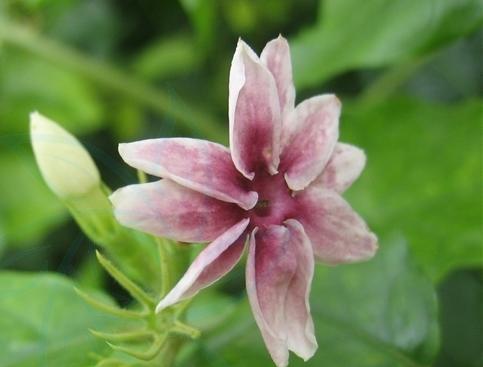 以代表友谊的植物为主题的文章（探索友谊之花）
