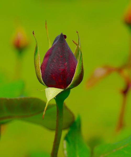 花语大揭秘（探秘欲望与花语的奇妙联结）