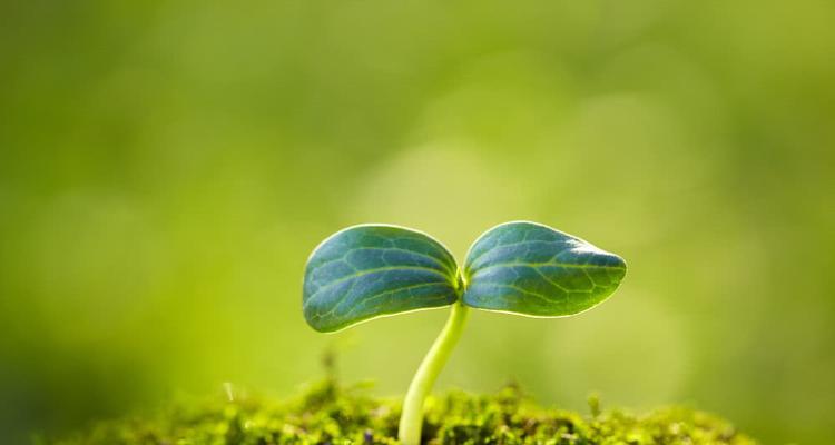 智慧之花（揭示自然中的智慧——植物的奇妙力量）