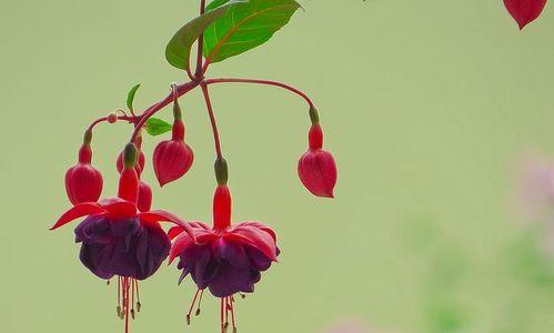 灯笼花的风水寓意和摆放位置（揭秘灯笼花的吉祥之道）