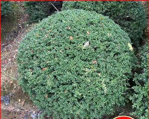 冬青开花的风水寓意与瑞气缭绕（揭秘冬青花开的神奇力量与吉祥寓意）