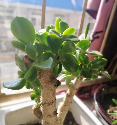 冬青开花的风水寓意与瑞气缭绕（揭秘冬青花开的神奇力量与吉祥寓意）