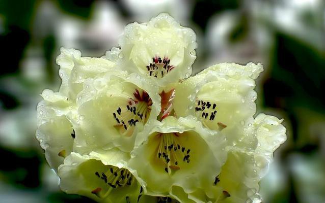 杜鹃花的花语与寓意（揭秘杜鹃花所象征的内涵与意义）