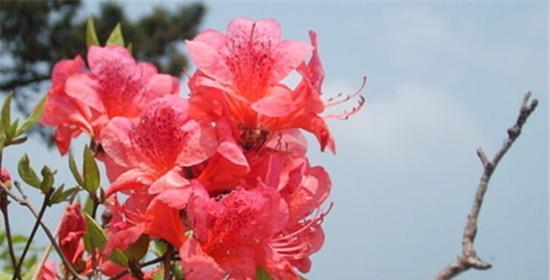 杜鹃花的花语与寓意（揭秘杜鹃花所象征的内涵与意义）