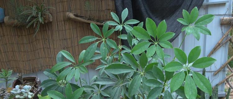 以鹅掌开花-绚丽多彩的花朵与寓意（探秘鹅掌开花的奇妙之美与意义）