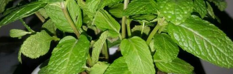 薄荷种子最佳播种时间（为了丰收）