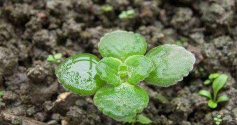 薄荷种子的获得与种植技巧（从薄荷生长到收获）