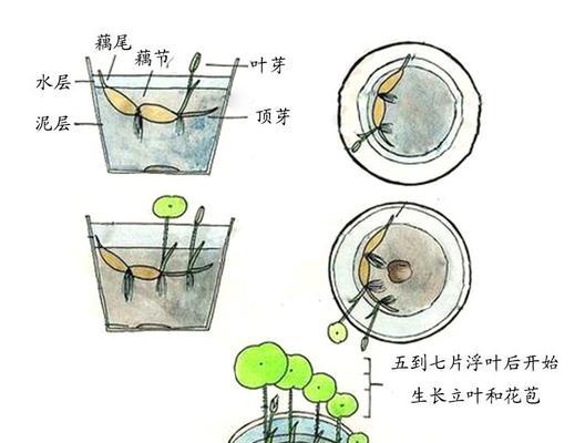 宝莲灯花的扦插技巧（掌握这些技巧）