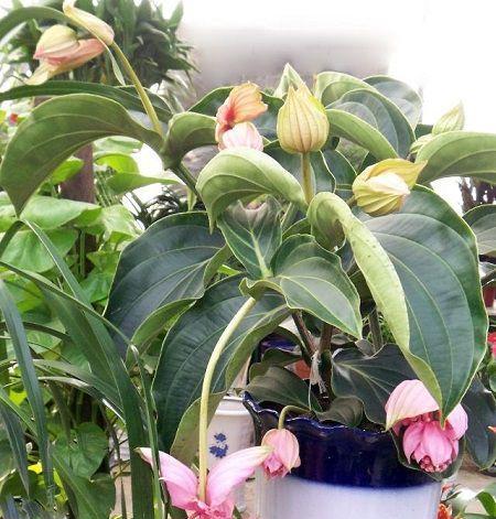 宝莲灯花的家居养殖详解（适合在室内进行养护）