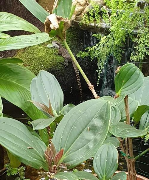 宝莲灯花的养护技巧（让你的宝莲灯花开花更多）