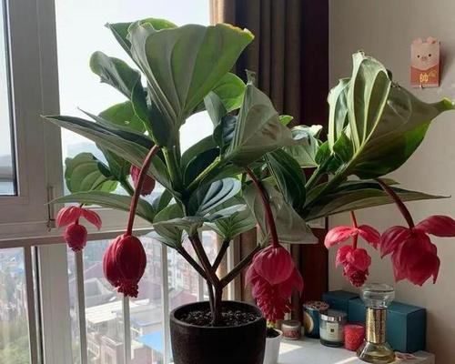 如何养护宝莲灯花（让你的宝莲灯花长得更高更美）