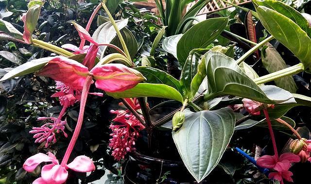 如何养护宝莲灯花（让你的宝莲灯花长得更高更美）