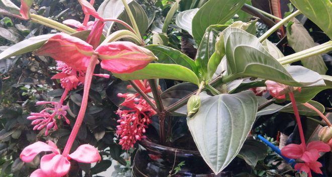 如何培养宝莲灯开花？