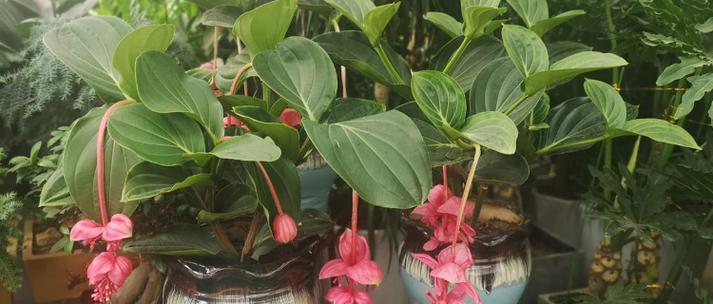 如何培养宝莲灯开花？
