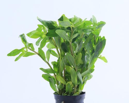 宝塔草的种植与养护（适合初学者的易养植物）