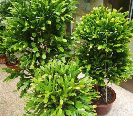 宝塔草的种植与养护（适合初学者的易养植物）