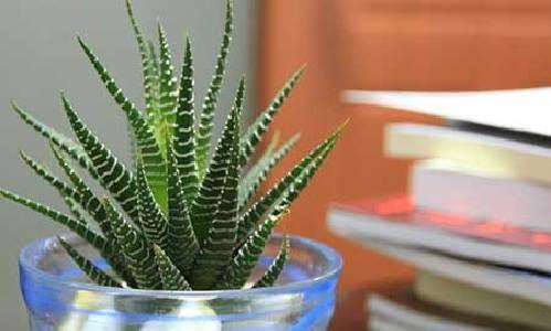 宝塔草的种植与养护（适合初学者的易养植物）