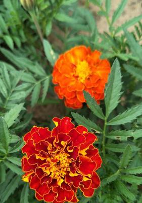 保定市花——牡丹花的传奇（让我们一起探寻牡丹花的文化内涵和历史渊源）