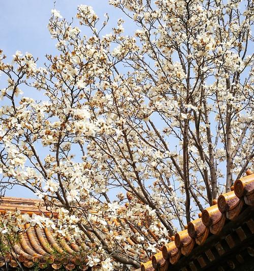 保定市花——牡丹花的传奇（让我们一起探寻牡丹花的文化内涵和历史渊源）