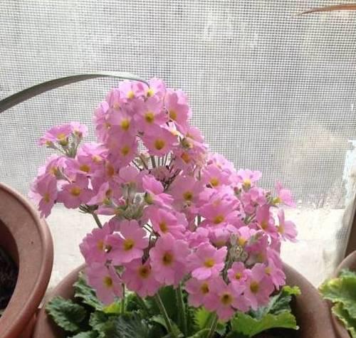 报春花的生长周期与时间（从幼苗到开花）