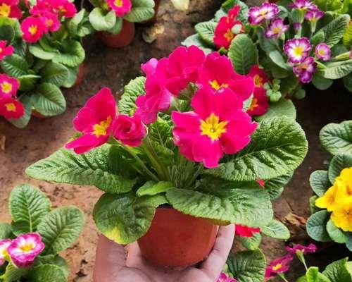 报春花种子发芽时间及注意事项（从种植到发芽全过程）