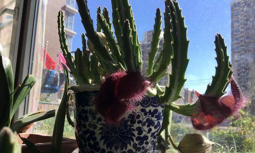 豹皮花开花的周期及养护方法（掌握关键的养护技巧）