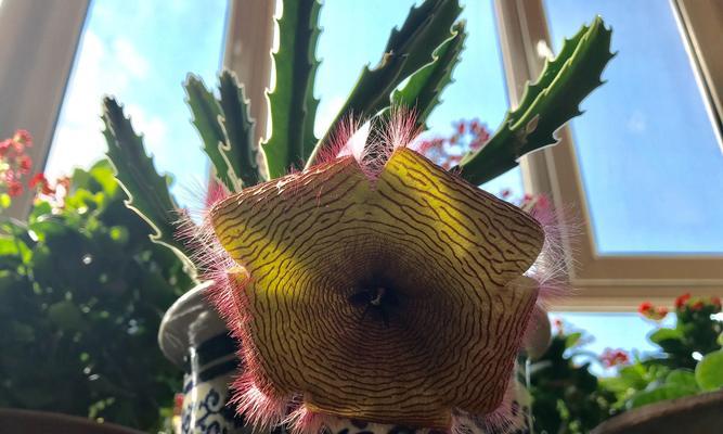 豹皮花开花的周期及养护方法（掌握关键的养护技巧）