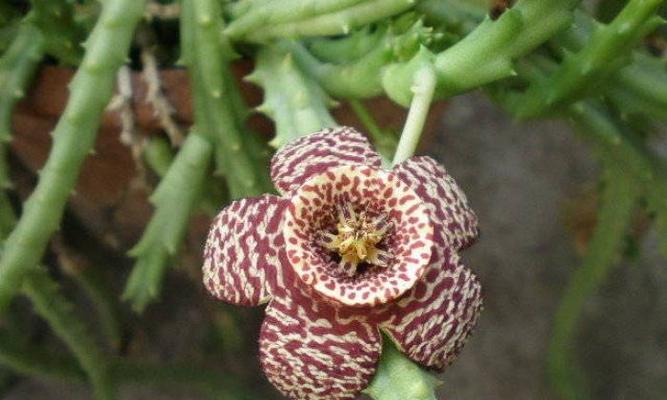 怎样养护豹皮花（从营养、环境和管理方面入手）