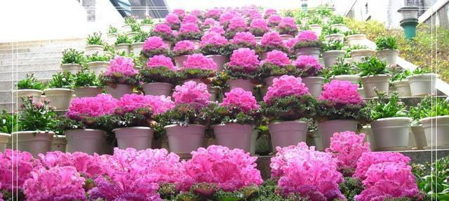 北方春节买什么花好（北方春节的传统花卉与现代选择）