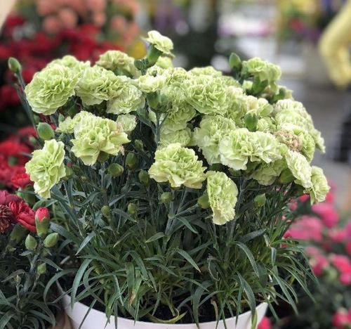 北方冬天适合养什么花（探秘北方冬季花卉种植的秘密）