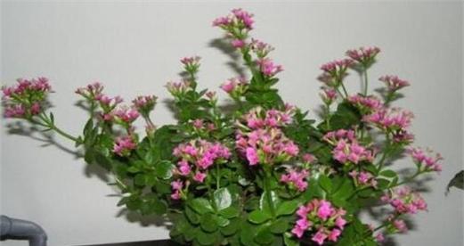 北方冬天适合养什么花（探秘北方冬季花卉种植的秘密）